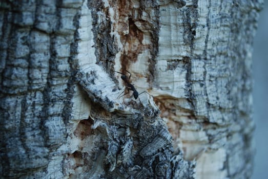 Ant walking on a cork tree