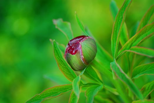 Peony Blossom