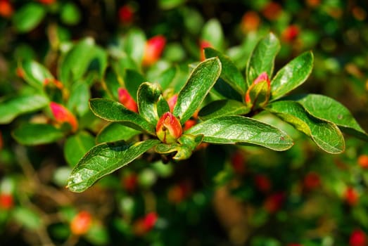 bud