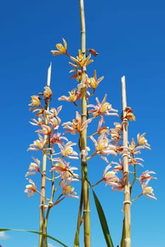 Pink orchid flowers