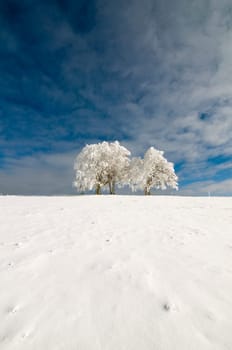 Winter Tree01