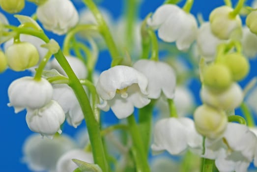 Lily of the valley
