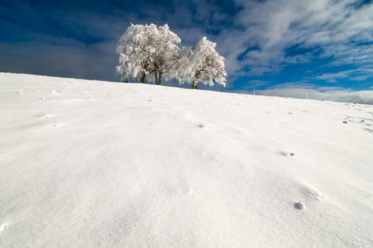 Winter Tree02