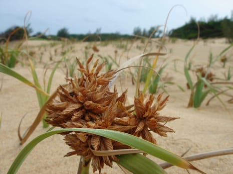 Sand plant on beach