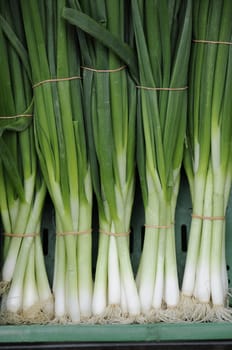 Leek