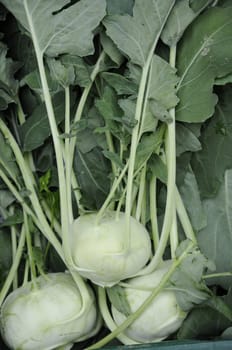Kohlrabi