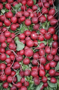 Radish