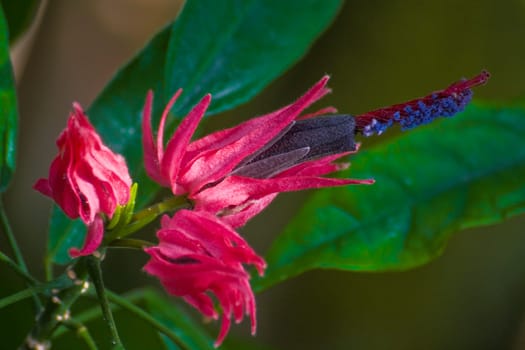 exotician bloom