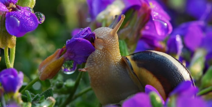In the flower bed