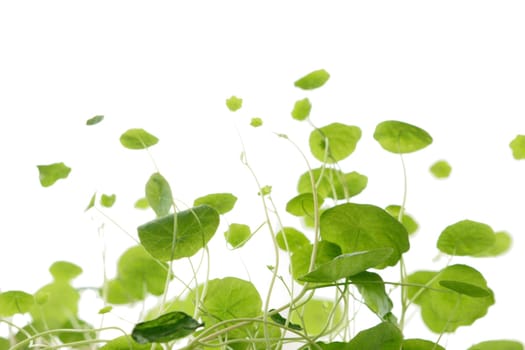 Foliage Nasturtium