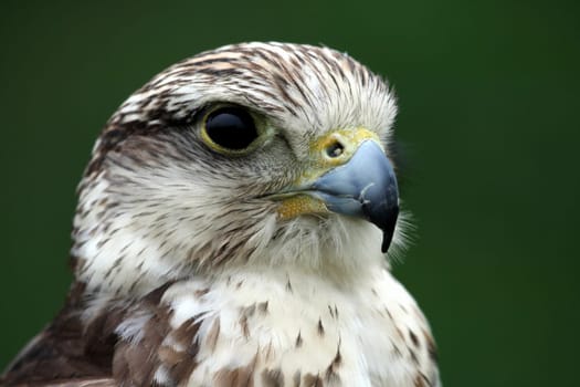 King Rough-legged Buzzard