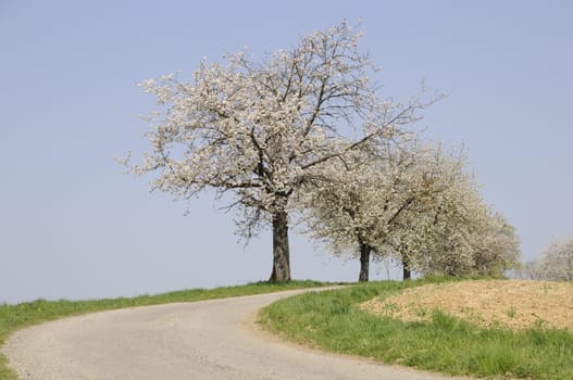 Dirt road with flowering trees