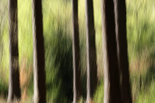 Spring in the forest,abstractly photographed by slow shutter speed and motion