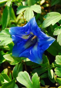gentian