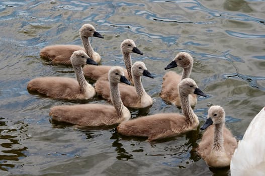 squeakers - cygnets