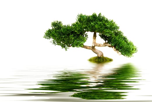 Bonsai tree reflecting in water
