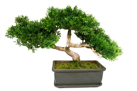 Bonsai tree in a pot