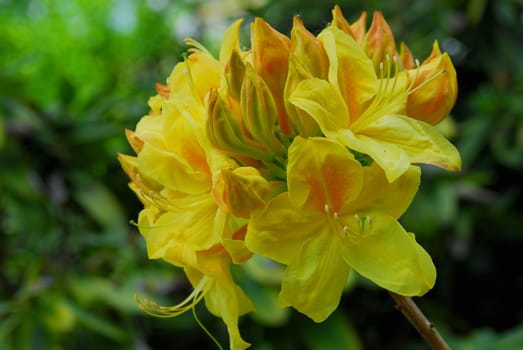 rhododendron