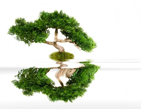 Bonsai tree reflecting in water