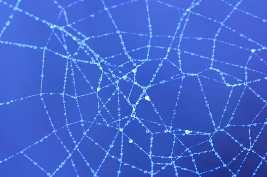 dewy cobweb