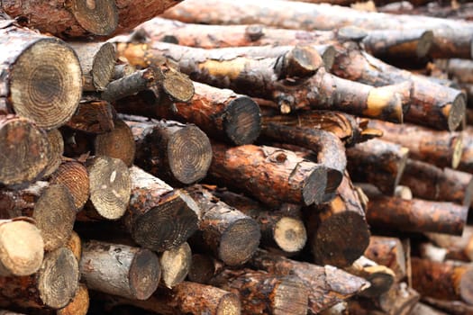 woods for fireplace