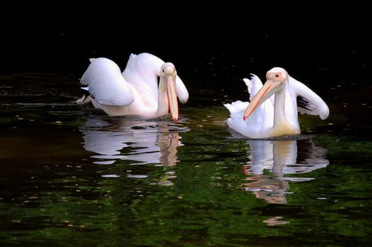 Pelicans