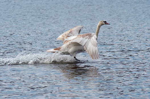 splashdown