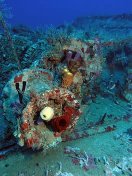 colorfully overgrown shipwreck