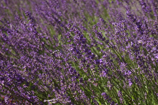Blooming lavender field