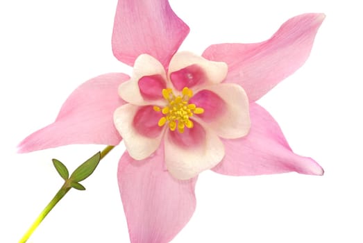 Columbine