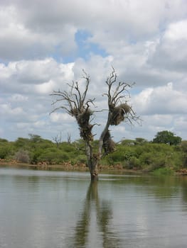 Wildlife scenery at Kruger Park
