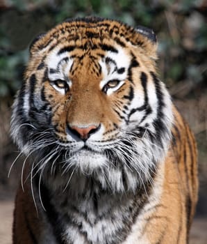 Siberian tiger