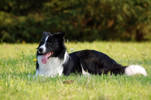 Border Collie