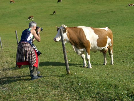 Cow Photographer