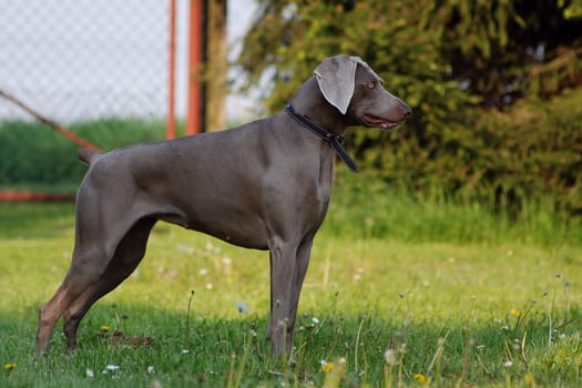 Weimaraner