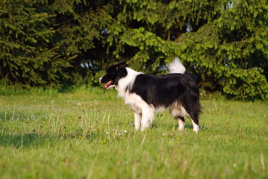 Border Collie