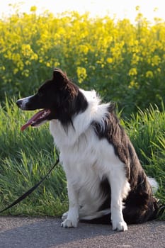 Border Collie