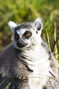 Ring-tailed lemur sitting on the grass