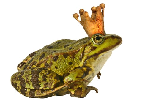 Frog Prince -1-