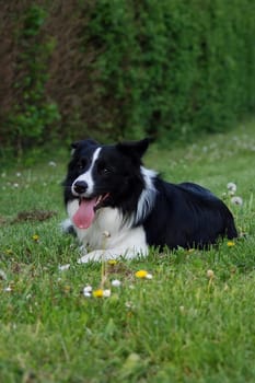 Border Collie