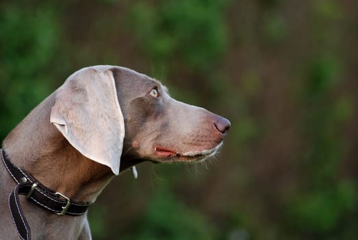 Weimaraner