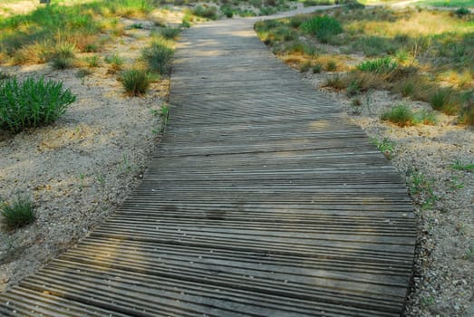 The Wooden Path