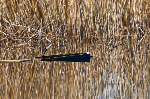 Reed grass with reflection