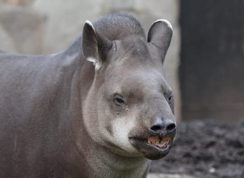 TapirPortrait
