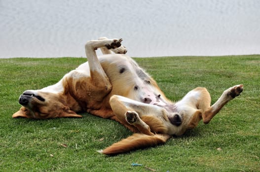 tired dog