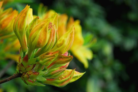 rhododendron