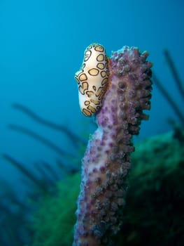 Flamingo Snail