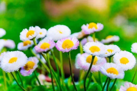 Daisy