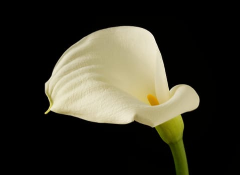 Calla