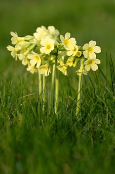 primrose